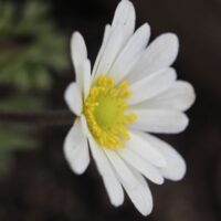 Anemone caroliniana