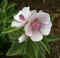 Althaea officinalis