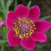Anemone multifida 'Annabella Rubra'