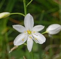 Antericum ramosum