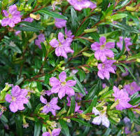 Dianthus hyssopifolius