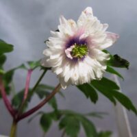 Anemone nemorosa 'Blue Eyes'