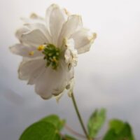 Anemonella thalictroides semi double alba