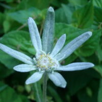 Leontopodium alpinum edelweiss