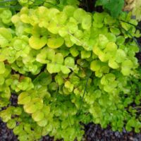 Lysimachia nummularia Aurea