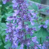 Nepeta Wilsonii