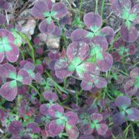 Oxalis red baron