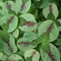 Oxalis sp