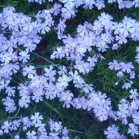 Phlox subulata rosa