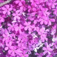 Phlox subulata cerisröd