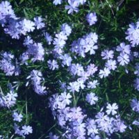Phlox subulata ljuslila