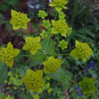 Bupleurum longifolium