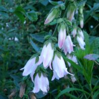 Campanula makaschvilii