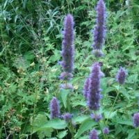 Agastache foeniculum