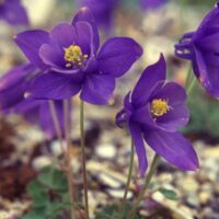 Aquilegia scopulorum