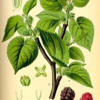 Morus Nigra
