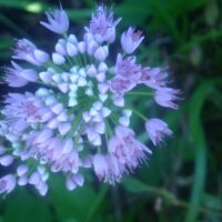 Allium senest