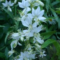 Dictamnus albus 'Albiflorus'