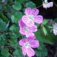 Erodium var Roseum