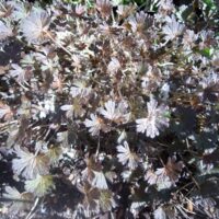 Geranium sessiliflorum