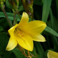 Hemerocallis lilioasphodelus