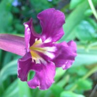Incarvillea compacta