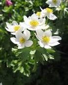 Anemone narcissiflora