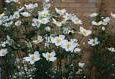 Anemone hybrida Honorine jobert