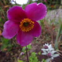 Anemone Hypinensis