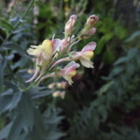 Antirrhinum braun-blanquetii 'Coria Candelabra'