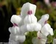 Antirrhinum sempervirens 'Pi Pi'