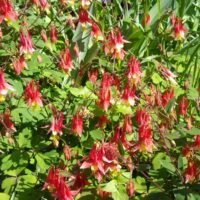 Aquilegia canadensis 'Nana'