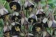 Aquilegia viridiflora 'Chocolate Soldier'