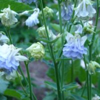 Aquilegia 'Ballerina Blue'
