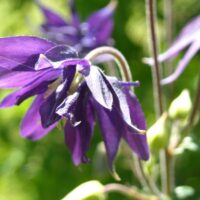 Aquilegia clematiflora