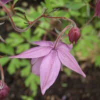 Aquilegia ecalcarata