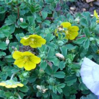 Potentilla pulvinaris