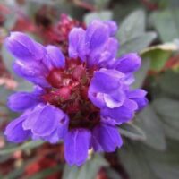 Prunella grandiflora Freeland