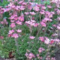 Saxifraga Arendsii hybr. purpurteppich