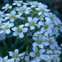 Saxifraga Arendsii hybr. Schneteppich