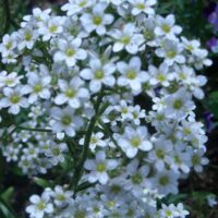 Saxifraga cotyledon