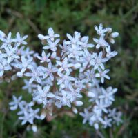 Sedum album