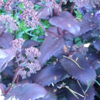 Sedum telephium ssp. maximum rubrum