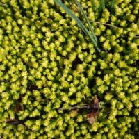 Sedum acre
