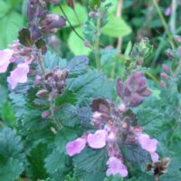 Teucrium chamedrys