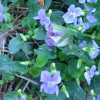 Viola odorata Queen Charlotte