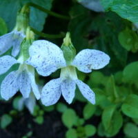 Viola sororia Freckles