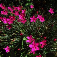 Dianthus deltoides "Shrimp"