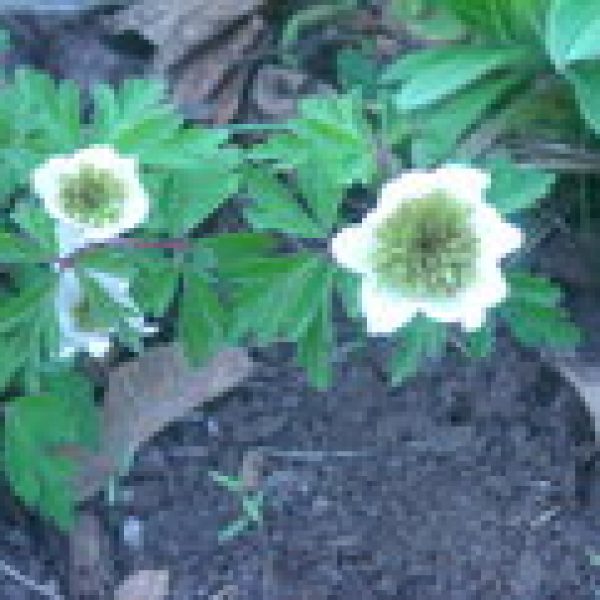 Anemone nemorosa 'Monstreal'