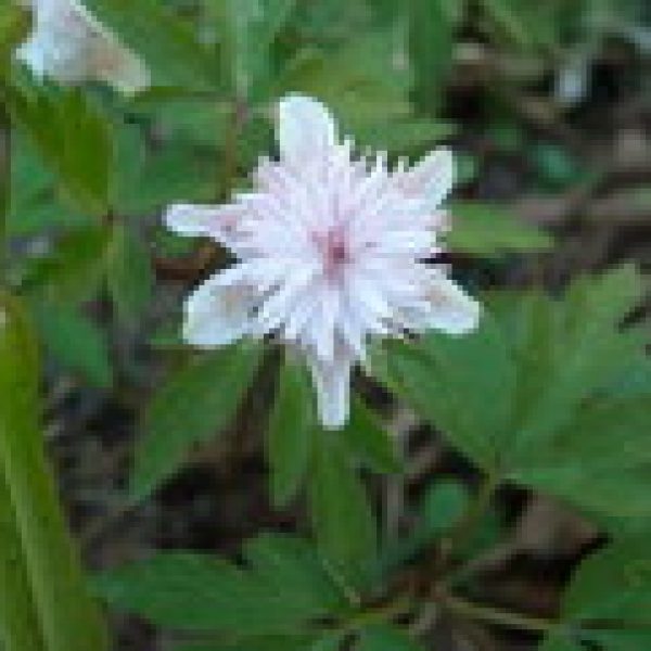 Anemone nemorosa 'Pink delight'